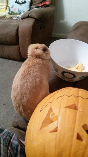 How often do you get your rabbit out?