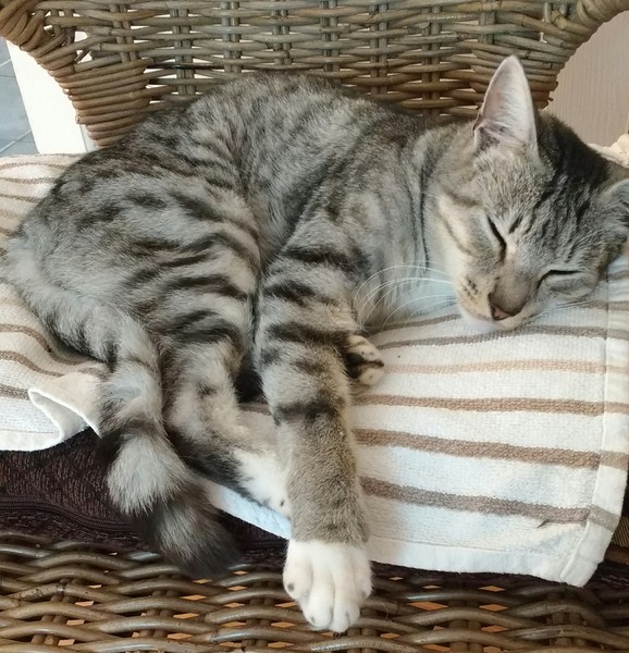 Puccini isn't well at all