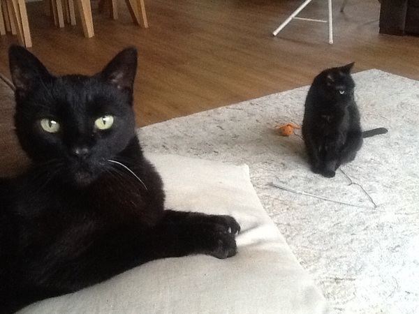 Would your cat kill you if they had a chance? (Lighthearted!)
