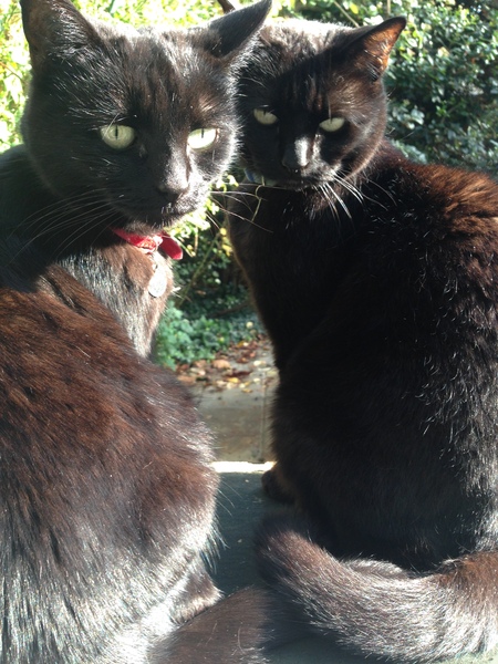 Cat photo thread!
