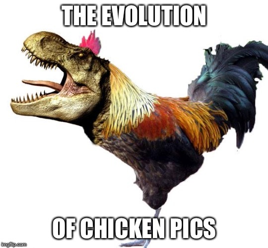 Chicken pics
