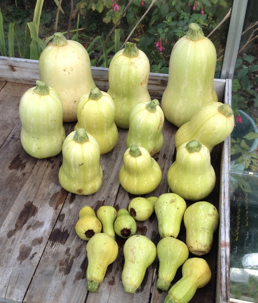 Allotment/Veg Patch - Thread 7 - The Harvesters Arms