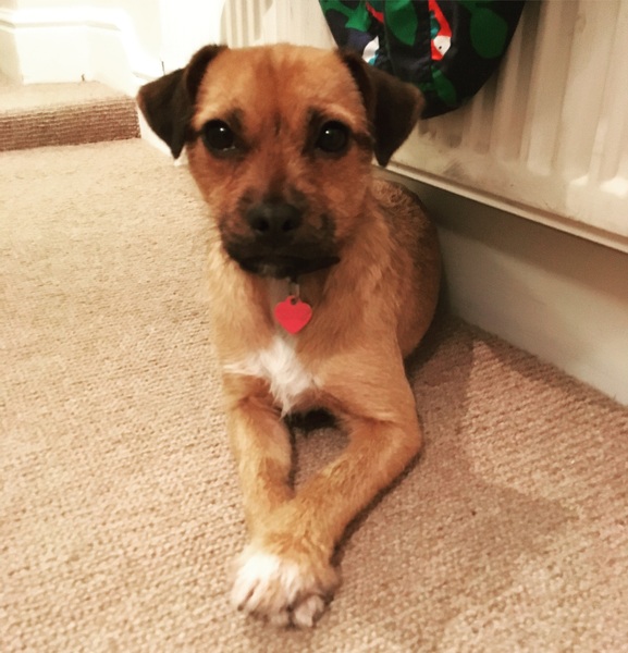 Show me your dogs while I'm waiting for mine!
