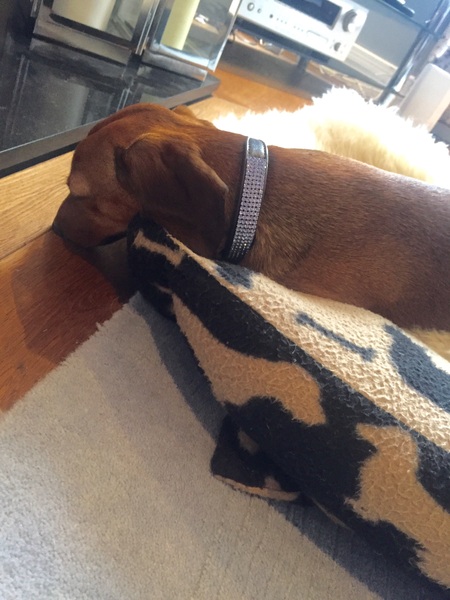 Im pregnant & want to rehome our dog - DP won't hear of it