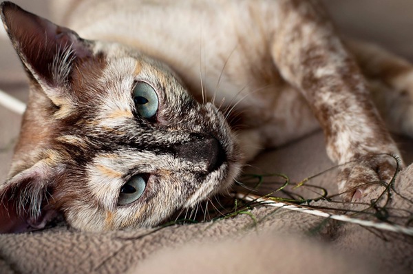 Tonkinese
