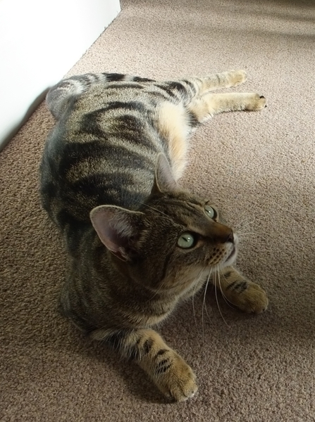 To think this kitten is BROWN!?