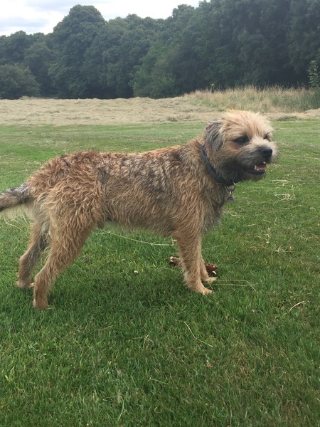 Show me your dogs while I'm waiting for mine!