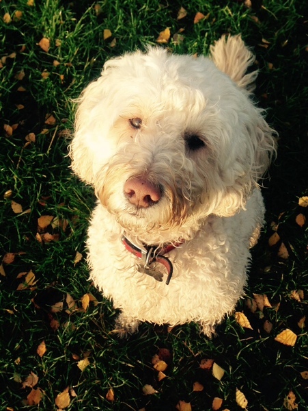 This is the face I get when I say 'BISCUIT'