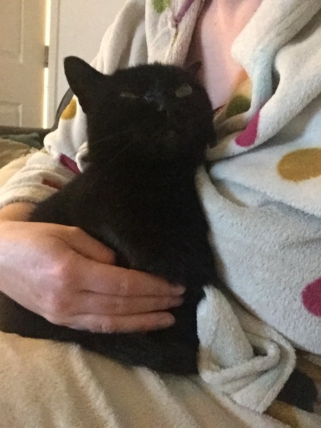cat throwing up