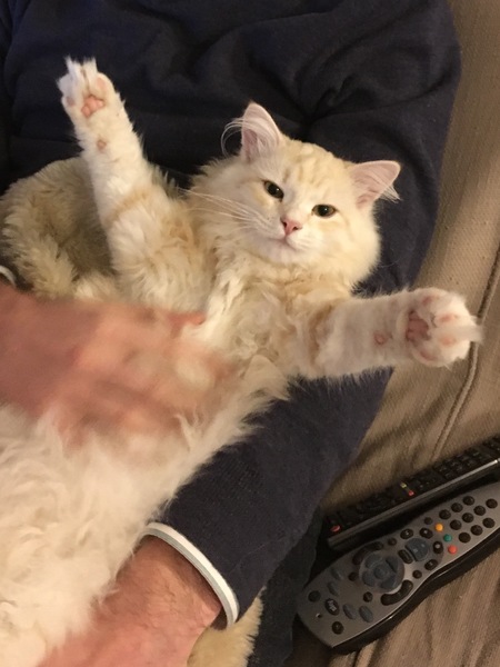 Rub my tum goddammit woman