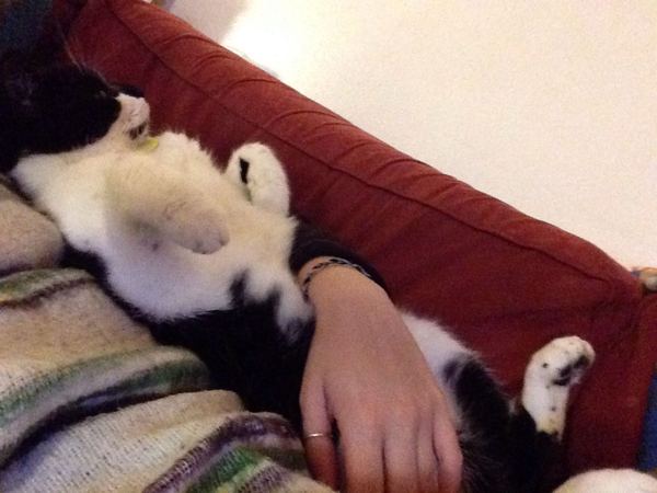 Fleas, fleas, fleas, fleas, FLEAS!!!! and swearing...