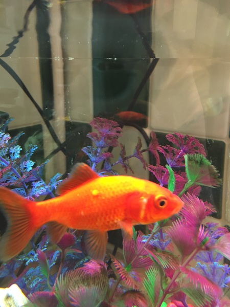 Any idea what this lump is...photo