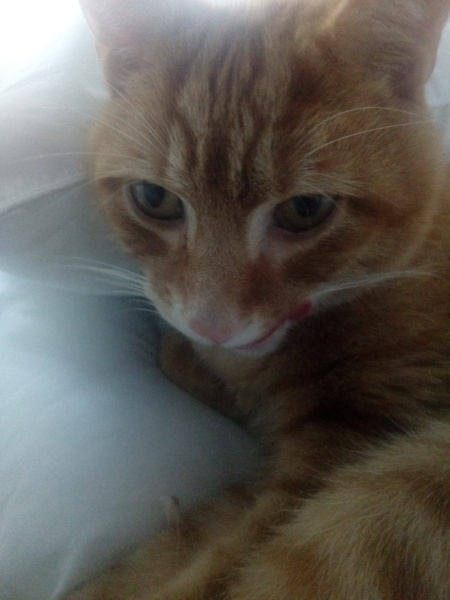 Cat photo thread!