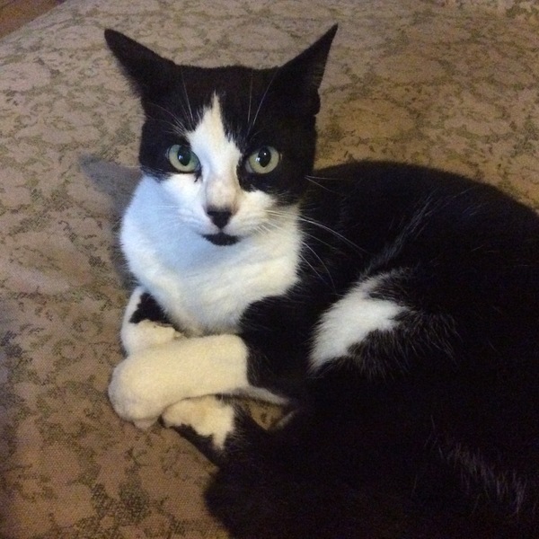 I need to rehome my kitten :-(