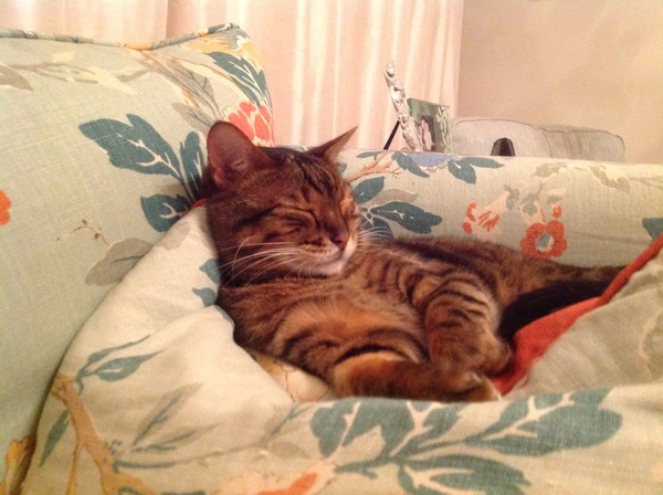 Cat photo thread!