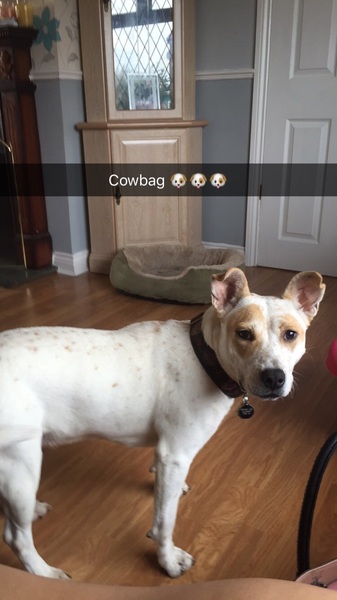Show me your dogs while I'm waiting for mine!