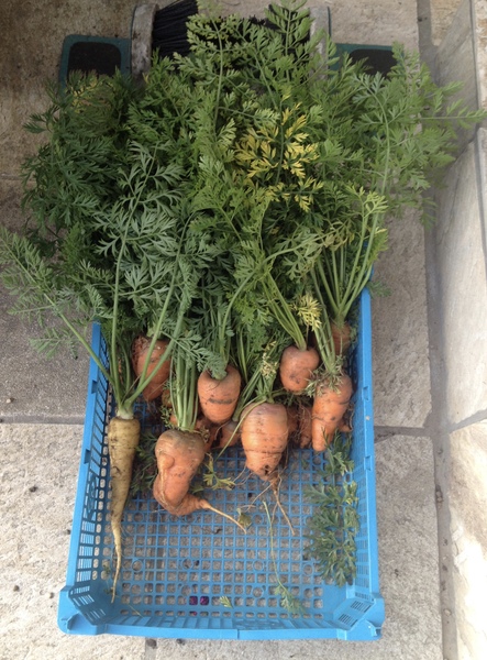Allotment/Veg Patch - Thread 7 - The Harvesters Arms