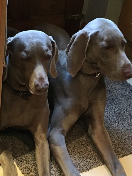 Show me your dogs while I'm waiting for mine!