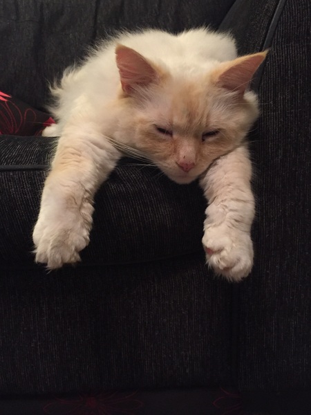 The Friendly Frugaleers, figuring out our finances with furry feline photos!