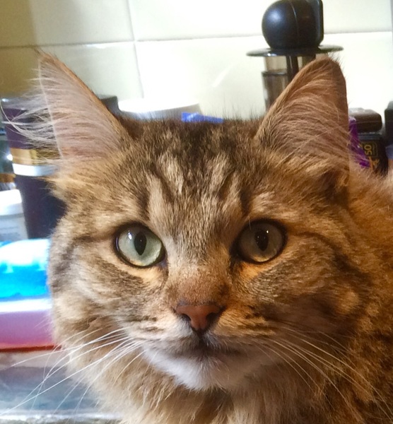 To think this kitten is BROWN!?