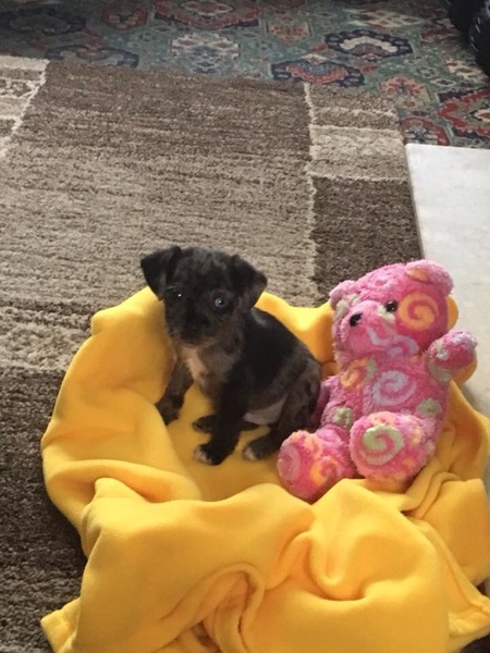 Show me your dogs while I'm waiting for mine!