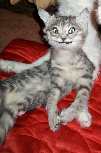 To get my cat stuffed anyway?