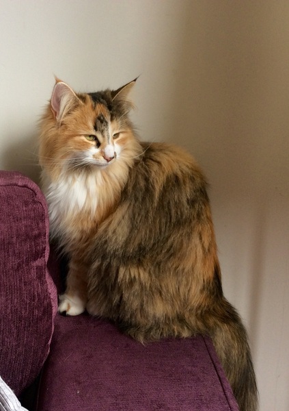 Cat photo thread!