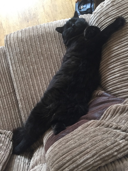 Litter Tray Help (photo of floofy tummy included in attempt to make it slightly less boring)