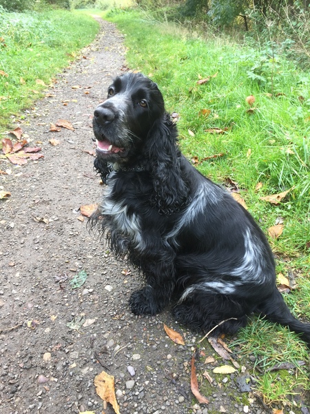 Show me your dogs while I'm waiting for mine!