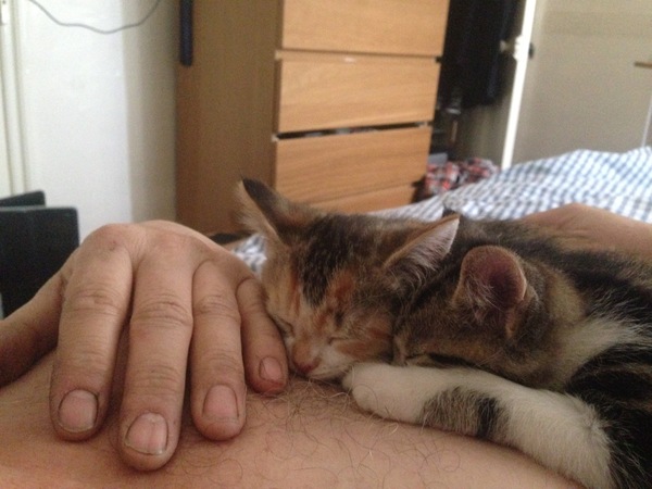 New kittens here too!