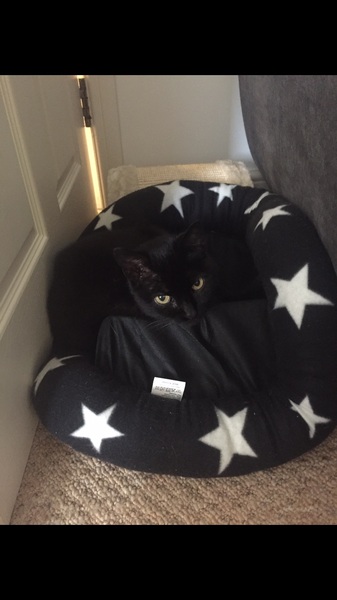 Does your cat have a cat bed?
