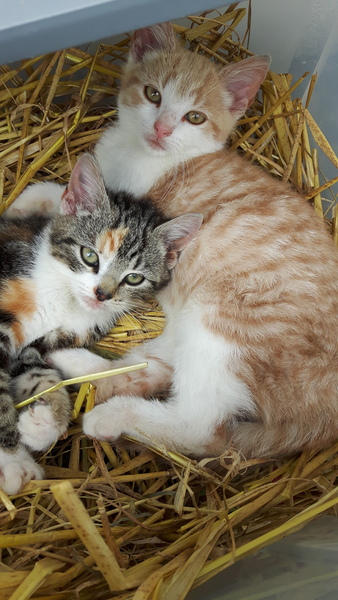 To think this kitten is BROWN!?