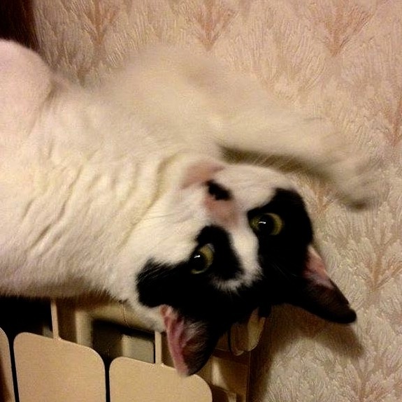 Cat photo thread!