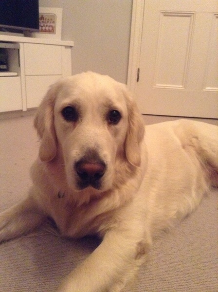 Show me your dogs while I'm waiting for mine!