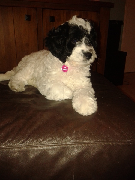 Show me your dogs while I'm waiting for mine!