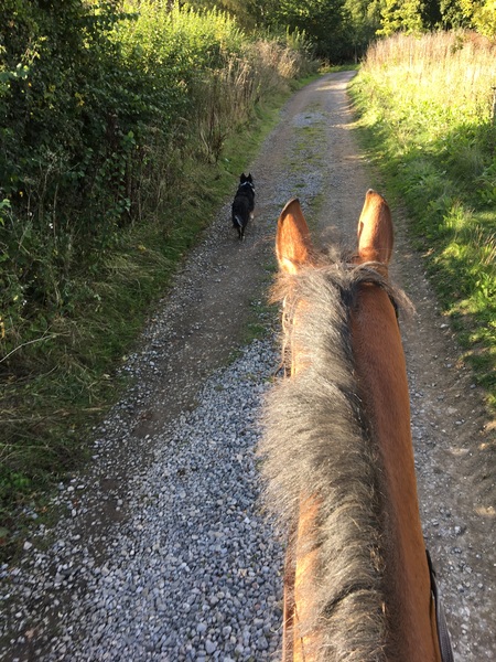 May 2017 Thread #2 - sore boobs, early scans & feeling rather queasy!