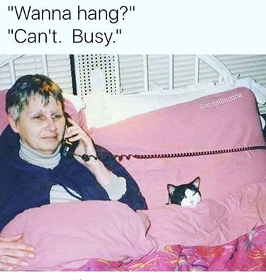 To choose cats over 'D'H?