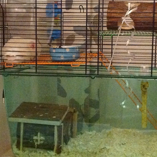 Does your hamster only sleep in its bed?