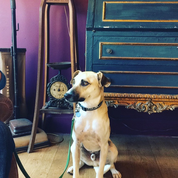 Show me your dogs while I'm waiting for mine!