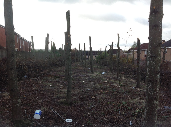 To be upset about a bunch of trees?