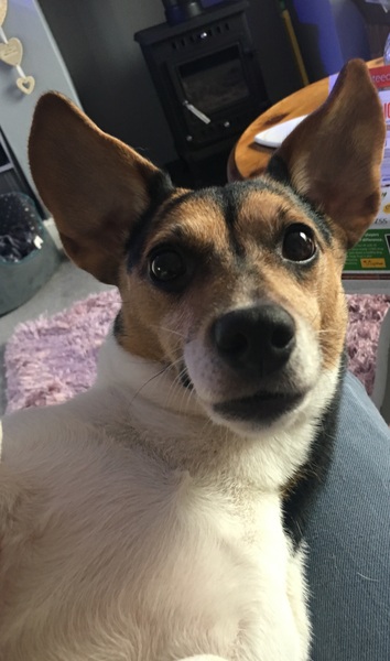 This is the face I get when I say 'BISCUIT'