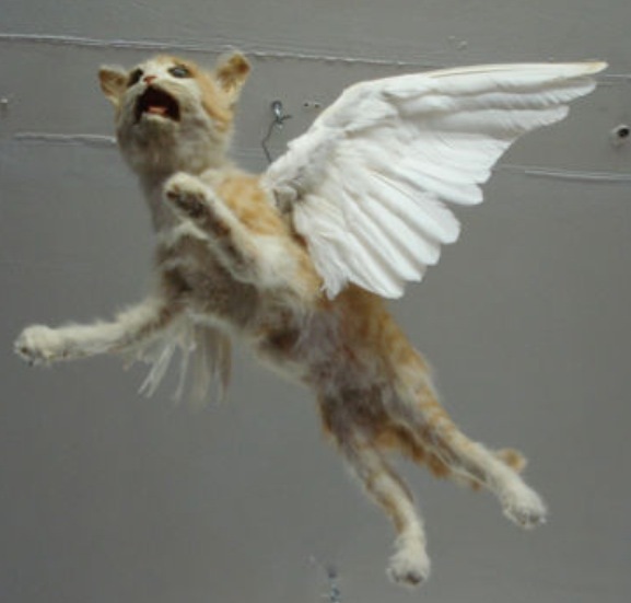 To get my cat stuffed anyway?