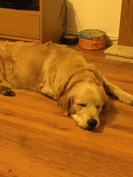 Show me your dogs while I'm waiting for mine!