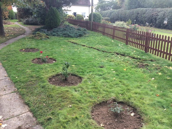 Turning back garden into veg patch