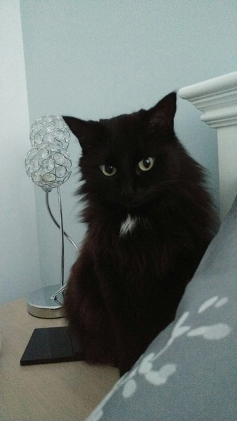 Cat photo thread!