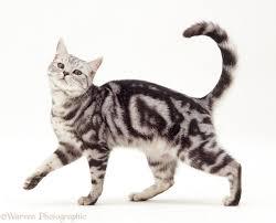 To think this kitten is BROWN!?