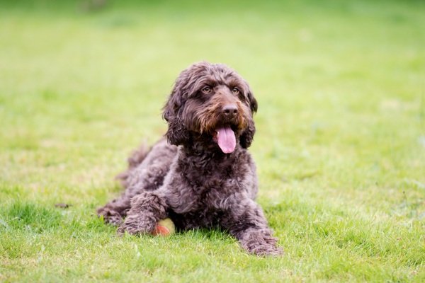 Show me your dogs while I'm waiting for mine!