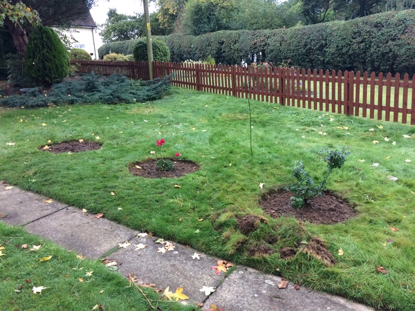 Turning back garden into veg patch