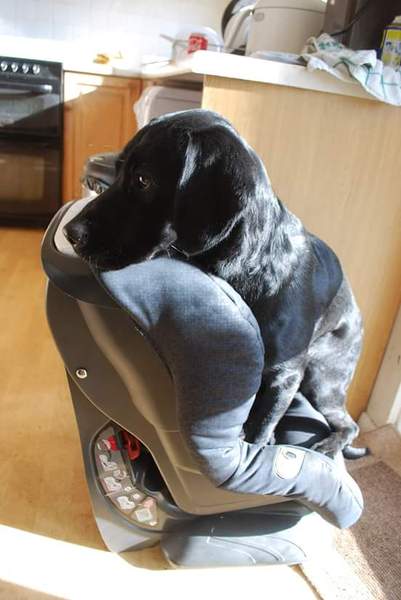 Show me your dogs while I'm waiting for mine!