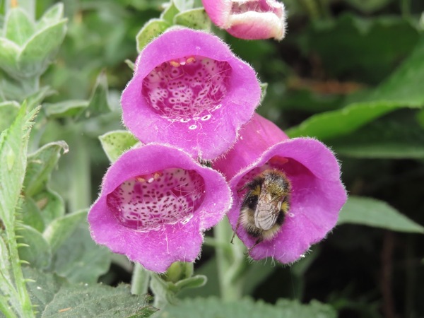 to not know that bees sleep in flowers? Did you know this?!